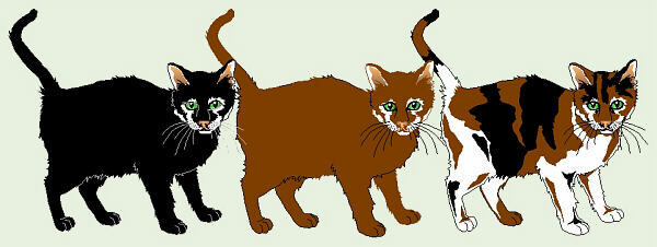 X Linked Genetics In The Calico Cat Worksheet